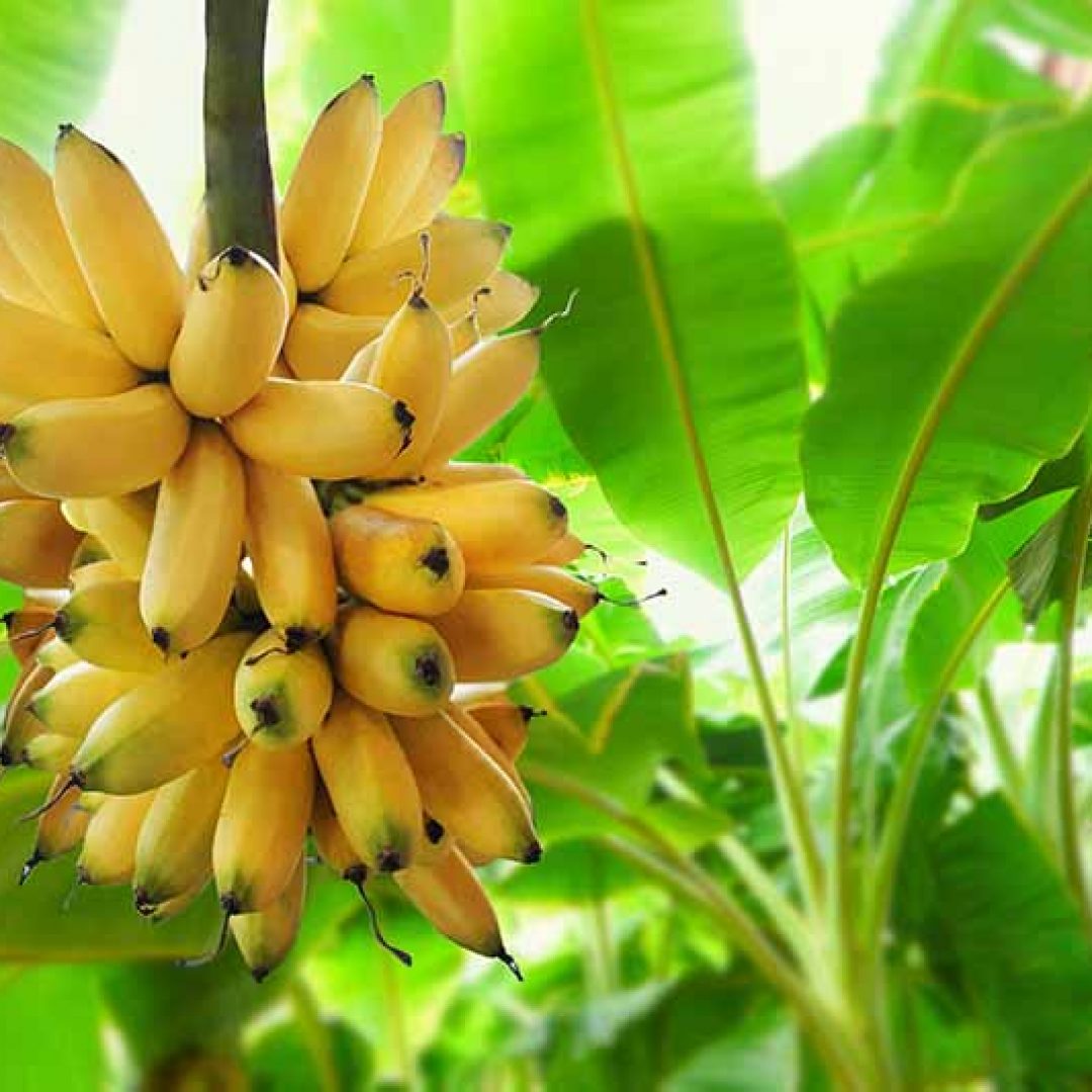 Banana-Plant-with-Ripe-Fruit.jpg