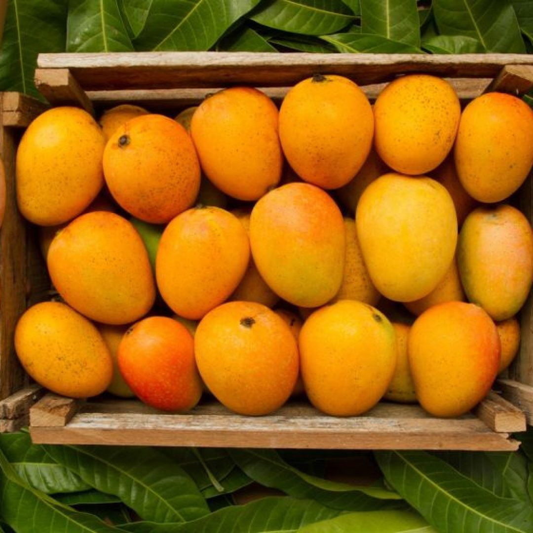 QT-Murshidabads-mangoes