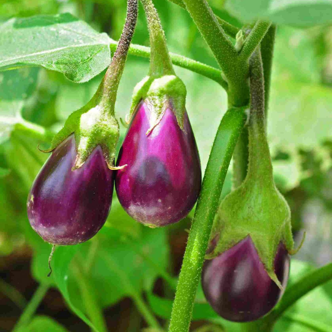 Solanum-melongena-24-08-2012-1